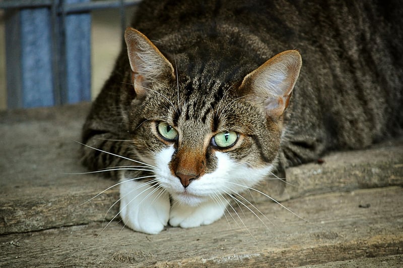 Schrödinger's Cat